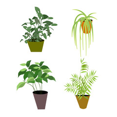 Indoor Potted Plant Botanical Vector Set Collection Illustration