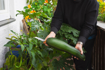 Zucchini vom Minigarten auf dem Balkon