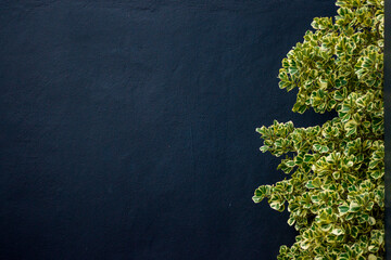 Mistletoe Fig on a black cement wall background