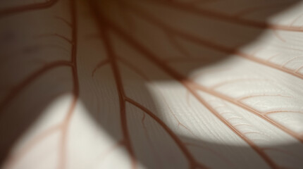 Close-up of a delicate leaf with visible veins, showcasing natural beauty and texture.