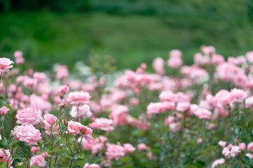 Beautiful pink roses in a rose field with bokeh effect