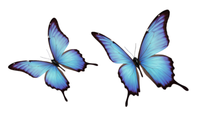 Blue Butterflies Illustration Isolated On A Transparent Background With Nature Detail