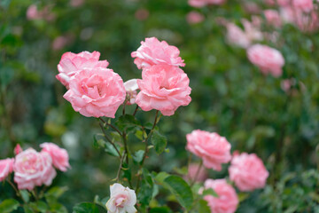 Beautiful pink roses in a rose field with bokeh effect