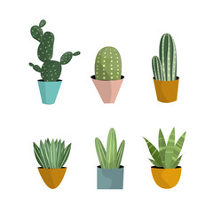 Succulent Plant Vector Set Collection Illustration