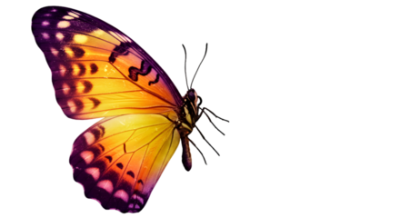 Butterfly Isolated Illustration With Colorful Wings Against Black Background