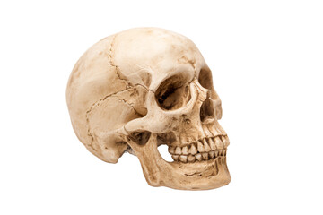 Obraz premium a skull with a missing jaw and a missing jaw