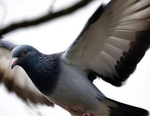 Flying Pigeon on Clean Background