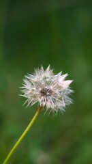 Wildflowers of Summer in Baltic