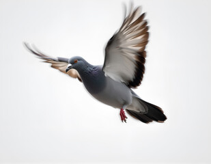 Flying Pigeon on Clean Background