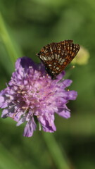 Wildflowers of Summer in Baltic