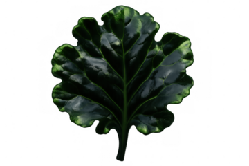 Green leaf with prominent veins and lobed edges isolated on a transparent background, ideal for nature-themed projects