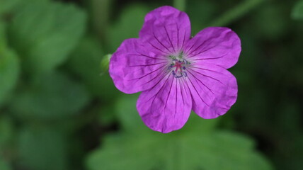 Fototapeta premium Wildflowers of Summer in Baltic