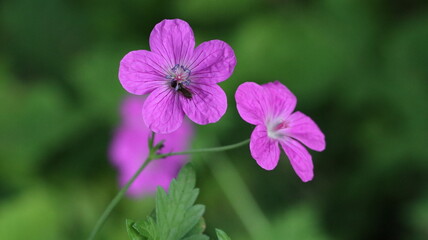 Fototapeta premium Wildflowers of Summer in Baltic