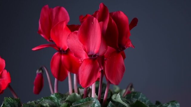 Cyclamen Persicum red flower blooming close up, rotating over black background. Beautiful bright cyclamen growing. Close up 