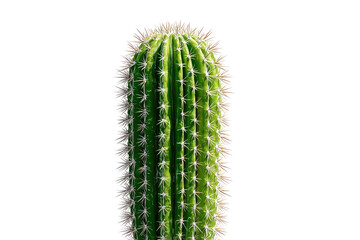 Naklejka premium Close-up of a vibrant green cactus, spiky and tall