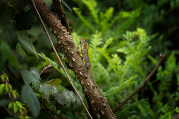 A common lizard found in forests in Vietnam. The Calotes versicolor is standing on the branch. This is a garden lizard in Asia's forests.