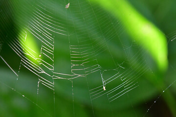 spider webs between green leaves in back-lighting
