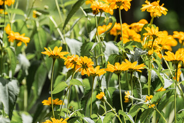 Close-up photograph of vibrant yellow flowers in full bloom on a Central European meadow, against a...