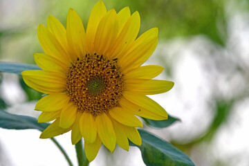 sunflower on a green blurred background