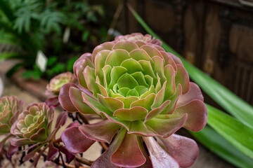 Tree aeonium, native to the canary islands and morocco, crassulaceae