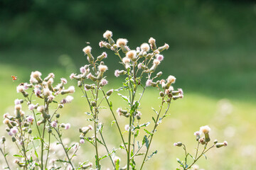 Close-up of a healthy plant with small pink flowers and white seed pods in bloom, set against a natural outdoor backdrop Soft, natural lighting suggests daylight hours