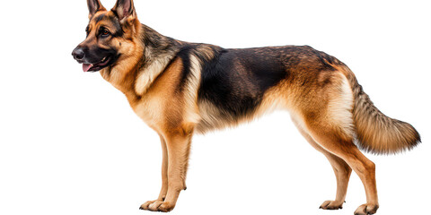 Standing german shepherd dog isolated on transparent png background
