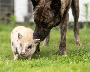 Pig friends with dog