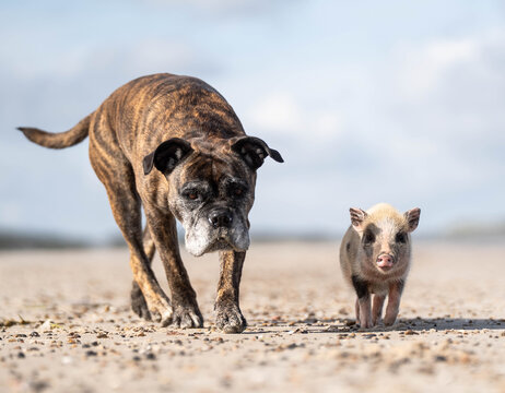 Mini Pig and a dog