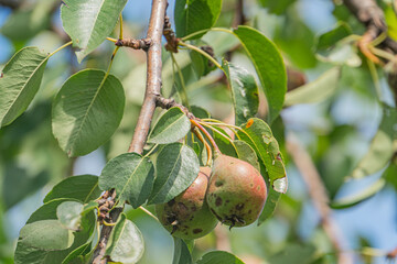 Close-up of a fully bloomed pear tree in an ancient Central European village on a cloudy day The...