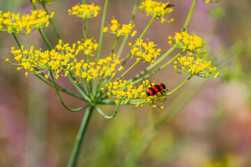 Close-up of a honeybee on a yellow flower in a Central European meadow The image features vibrant...