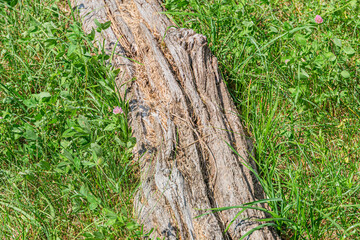 Summary Large, aged, irregular tree branch on grassy surface in an ancient Central European village. a