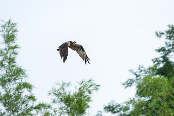 An osprey is flying above the river. A white and brown hawk appeared near the water. Pandion haliaetvus is flying in Vietnam nature. 