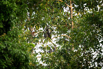 A rare species of primate inhabits Vietnam's forest. A family of black-shanked douc langurs sits in the treetops. A colourful monkey in an Asian forest.
