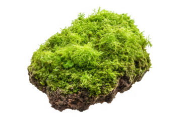 Close up of vibrant green moss growing on a small rock against a transparent background