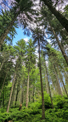 Tall spruce trees in a dense green forest under a bright blue sky with clouds. Vertical woodland landscape capturing the scale of nature and a serene atmosphere.