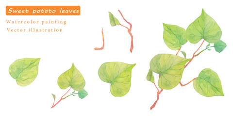 水彩で描いたサツマイモの葉っぱのベクターイラスト素材セット