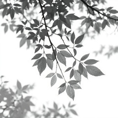 shadow overlay effect. Gray shadow of leaves isolated on white background. Plant foliage leaf shadow 
light effect. Mockup Blurred tree branch shadow. Ideal for summer spring design elements PNG
