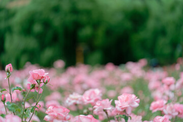 Beautiful pink roses in a rose field with bokeh effect
