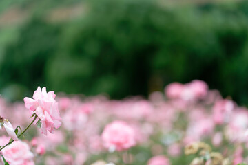 Beautiful pink roses in a rose field with bokeh effect