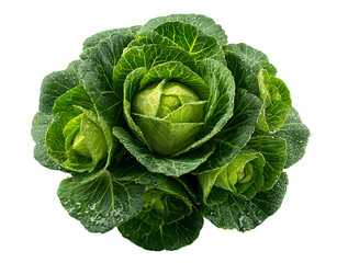 Obraz premium AI generated crisp image of vibrant green cabbage arranged in circular formation, showcasing its fresh-picked quality and tightly packed leaves against clean white background