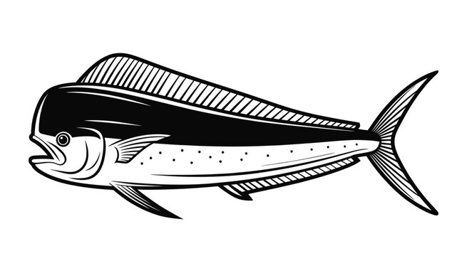 Black and white mahi fish illustration marine life