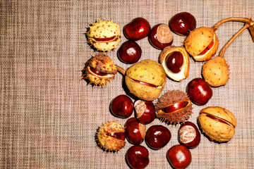 Horse chestnuts in spiky husks and glossy seeds on rustic fabric. Ideal autumn still life for...