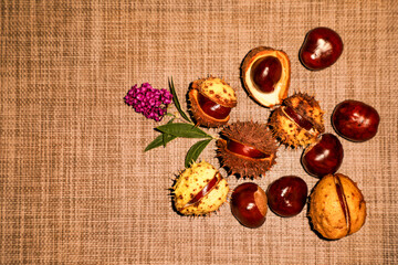 Horse chestnuts in open spiky shells with shiny seeds and a purple flower on rustic fabric. Perfect...