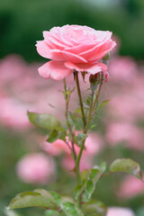 Close-up of blooming pink roses in garden with bokeh effect