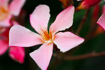 Nerium oleander. Beautiful pink flowers close-up. Nature.