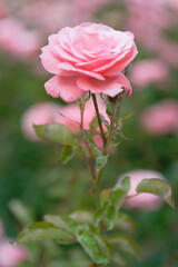 Close-up of blooming pink roses in garden with bokeh effect