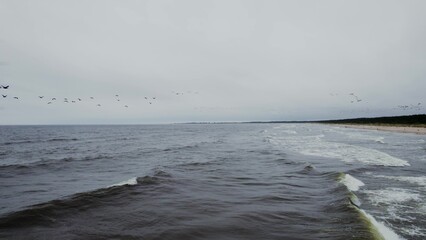 A flock of birds flies over the sea. Aerial view from drone