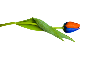 a single flower with a blue stem and a red flower