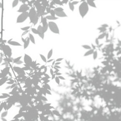 shadow overlay effect. Gray shadow of leaves isolated on white background. Plant foliage leaf shadow 
light effect. Mockup Blurred tree branch shadow. Ideal for summer spring design elements PNG
