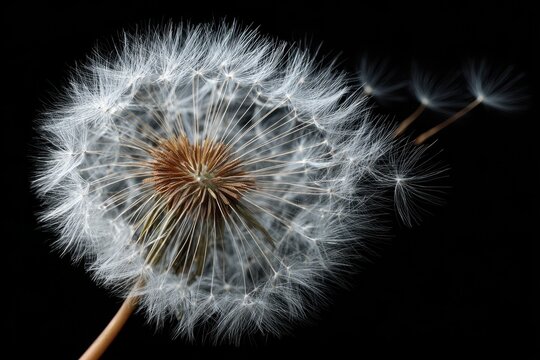 Close up of dandelion seeds on dark surface
